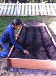 Planting the vegetables