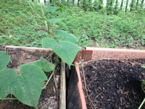 Cucumber plant twisting around a stake