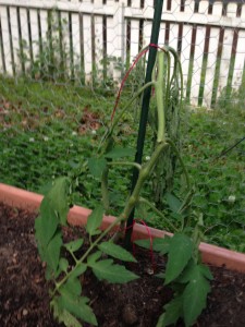 Broken tomato plant