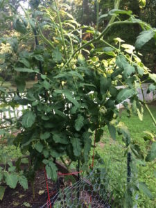 Tomato plant bending over